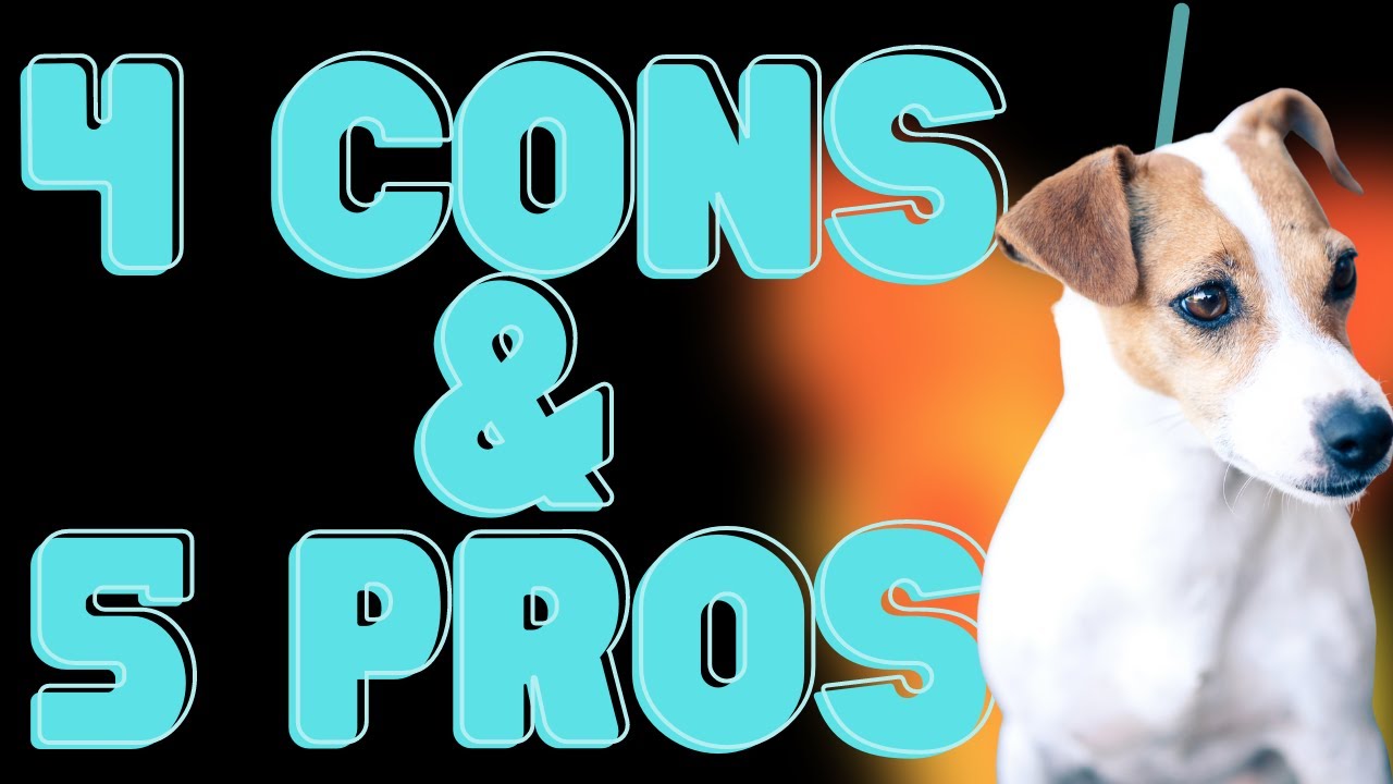 Video thumbnail for 4 Things I Hate & 5 Things I Love About Jack Russell Terriers