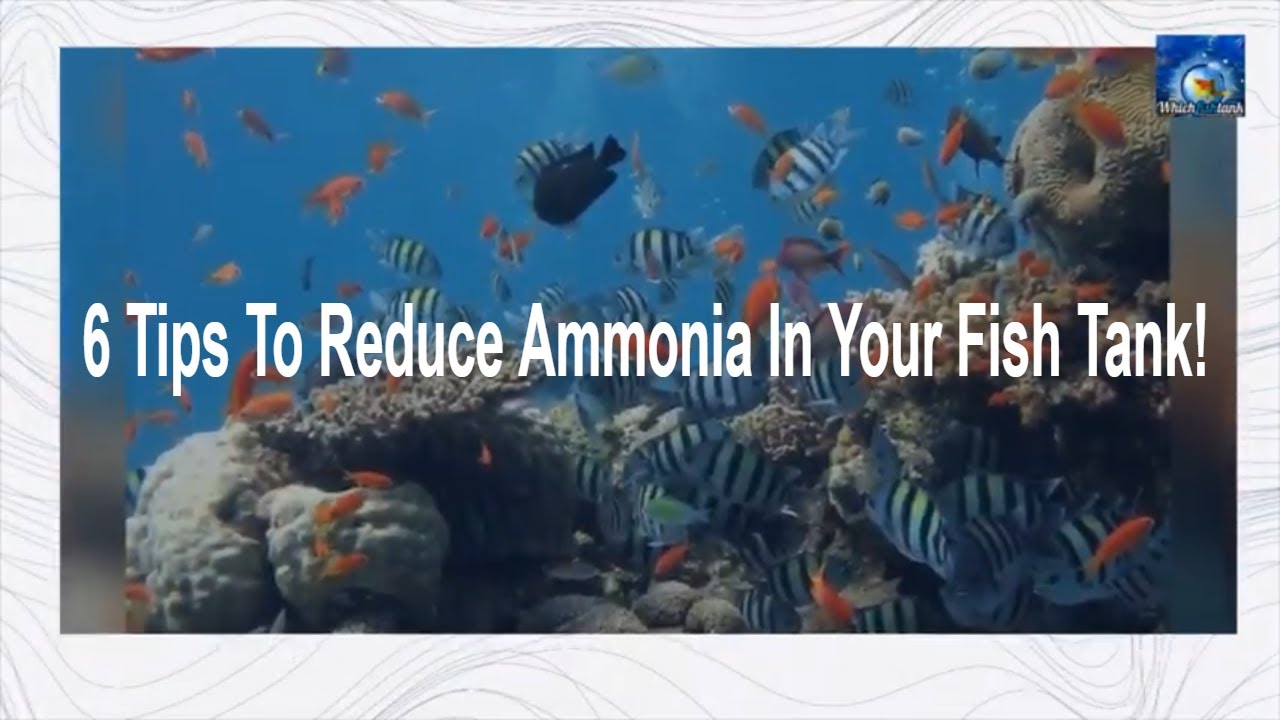 'Video thumbnail for 6 Tips to Reduce Ammonia In Your Fish Tank'