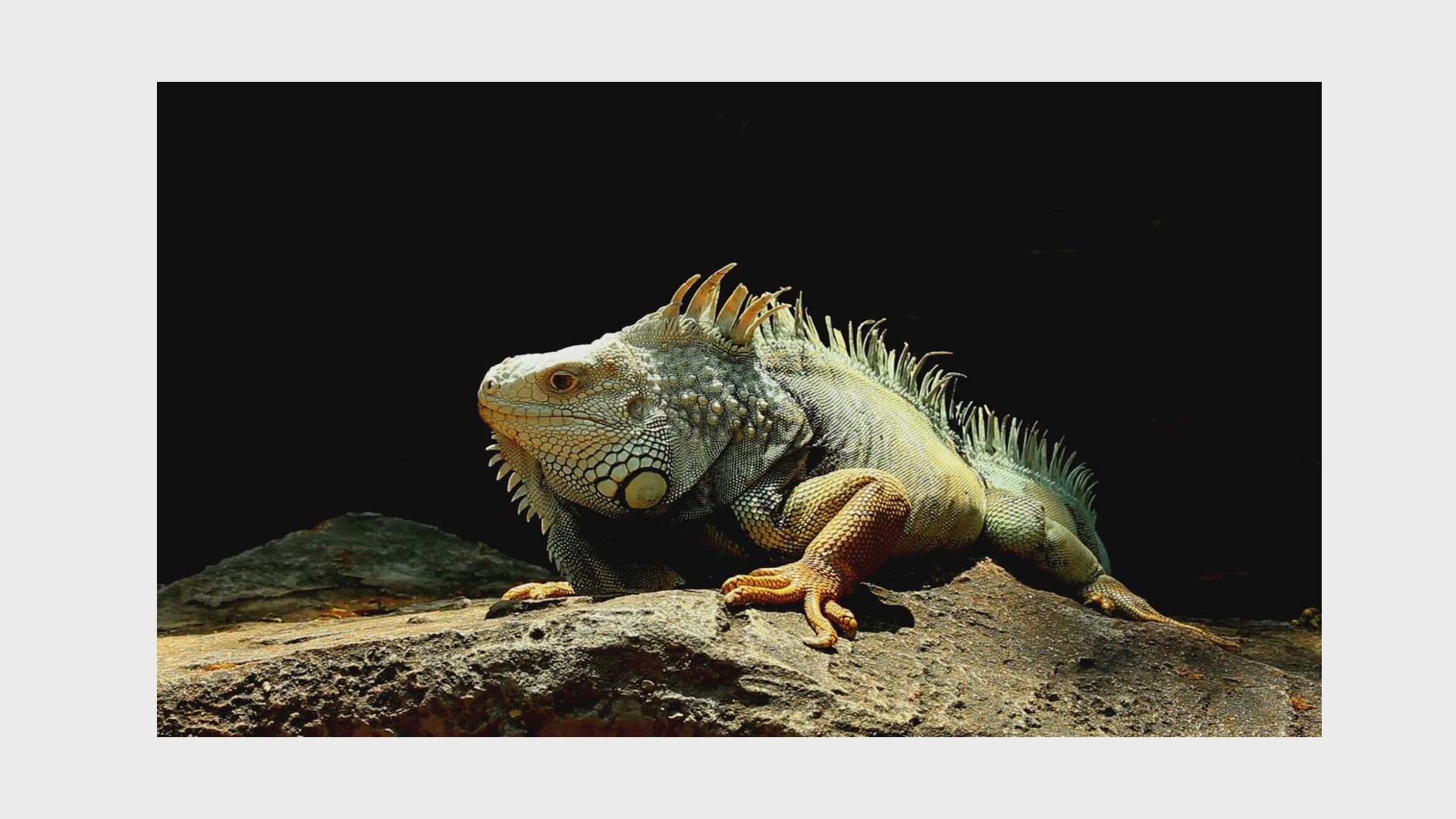 Video thumbnail for Iguana Video