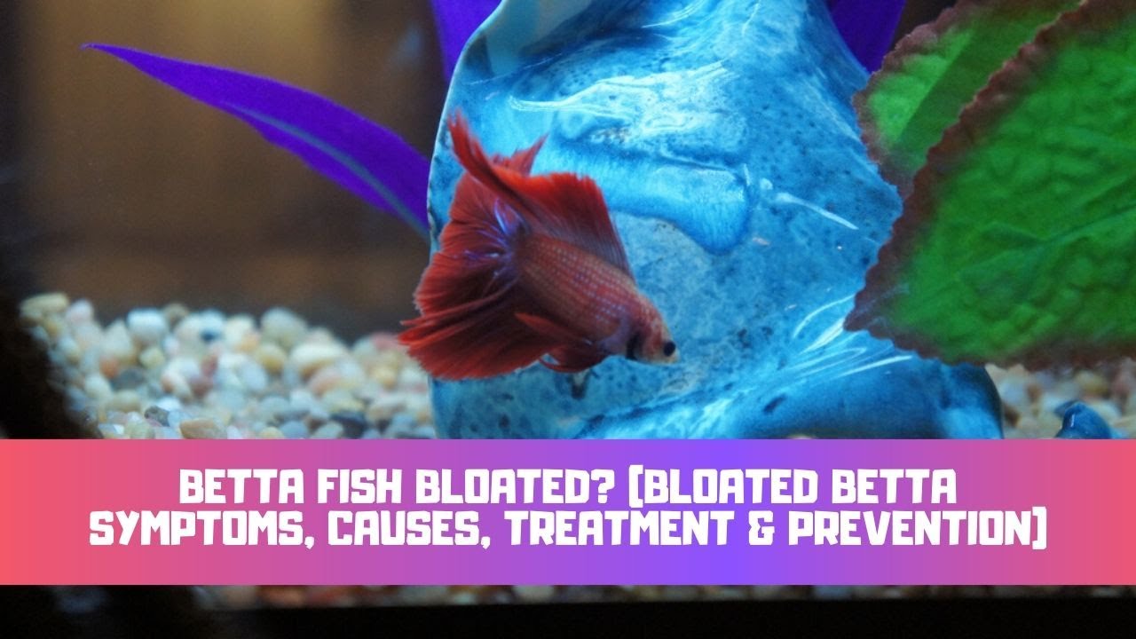 Video thumbnail for Betta Fish Bloated? (Bloated Betta Symptoms, Causes, Treatment & Prevention)