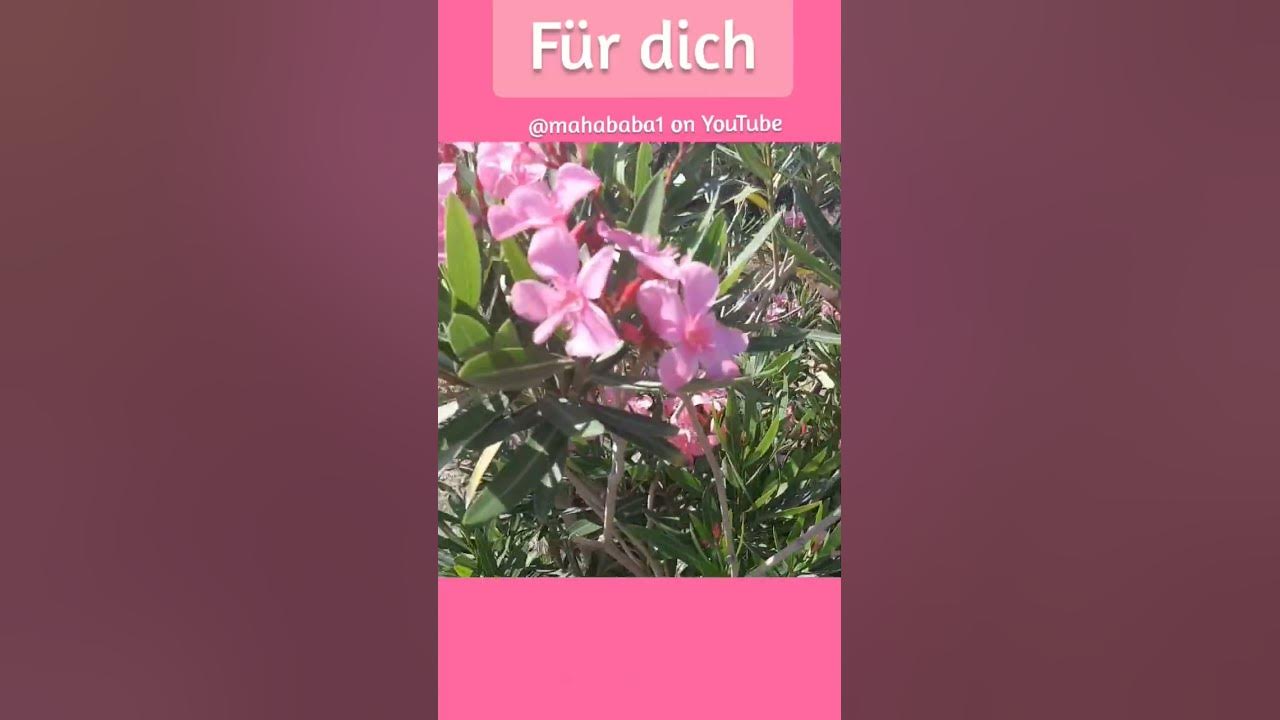 Video thumbnail for ❤️ Ich wünsche dir einen schönen Tag! #abendgruß #gutenacht #gutentag #gutenmorgengrüße #grußvideo