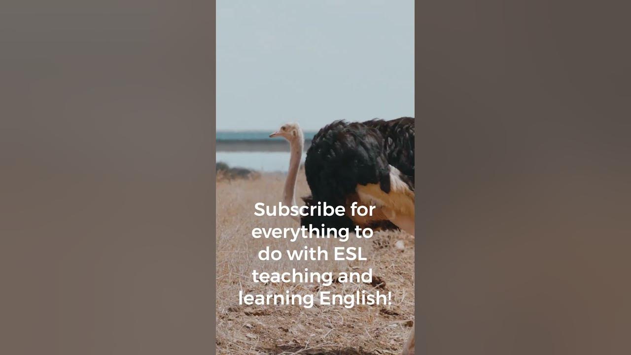 'Video thumbnail for An ESL classroom activity for all students: The dance of the Ostrich | Teaching ESL Students #shorts'