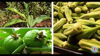 Video thumbnail for 6 Plants That Can Help Control High Blood Sugar