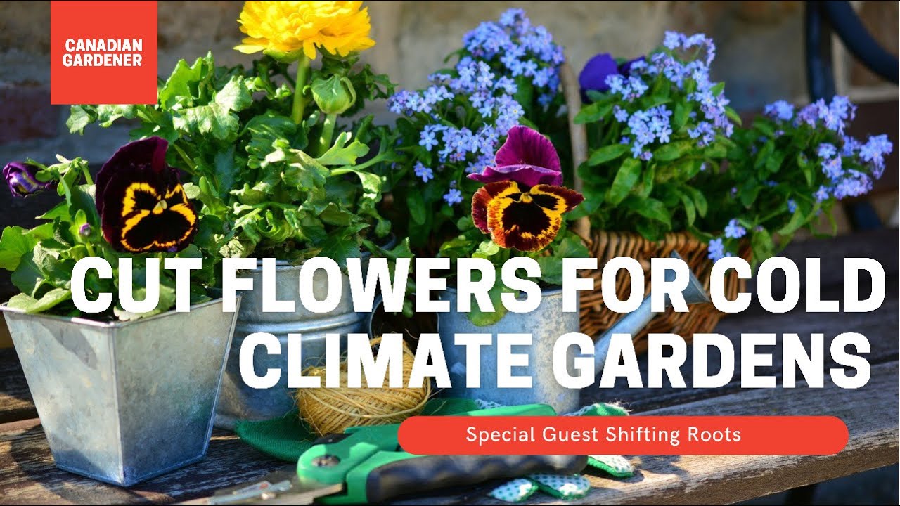 Video thumbnail for Cut Flowers For Cold Climate Gardeners | Special Canadian Guest!@Shifting Roots