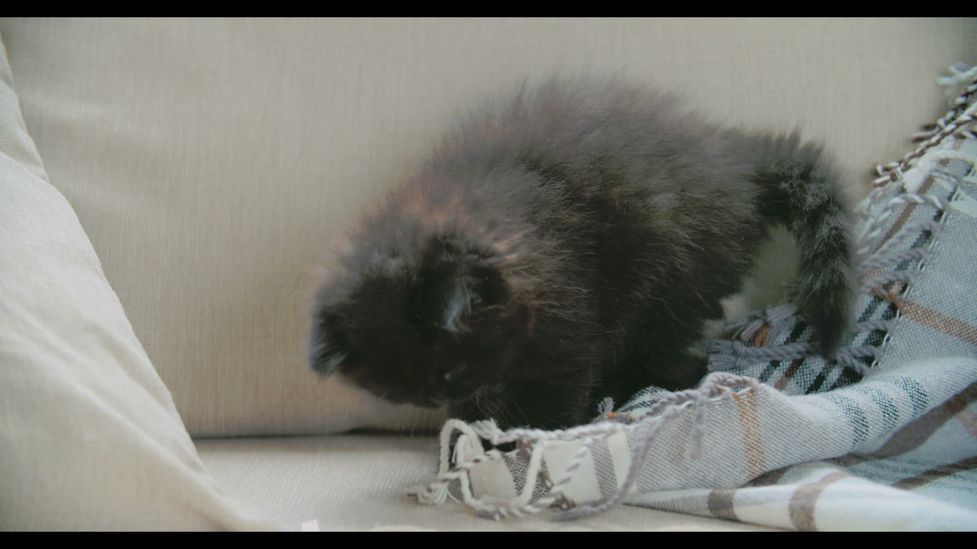 Video thumbnail for Cats Playing