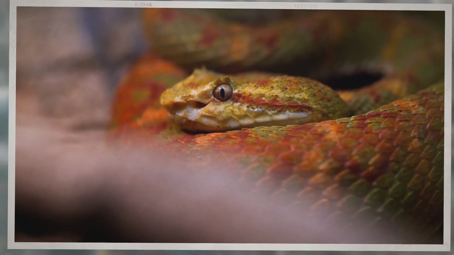 'Video thumbnail for How Long Can a Corn Snake Go Without Heat?'
