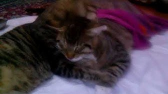 Video thumbnail for Lotto the mother cat gives love to his injured son Thibaut