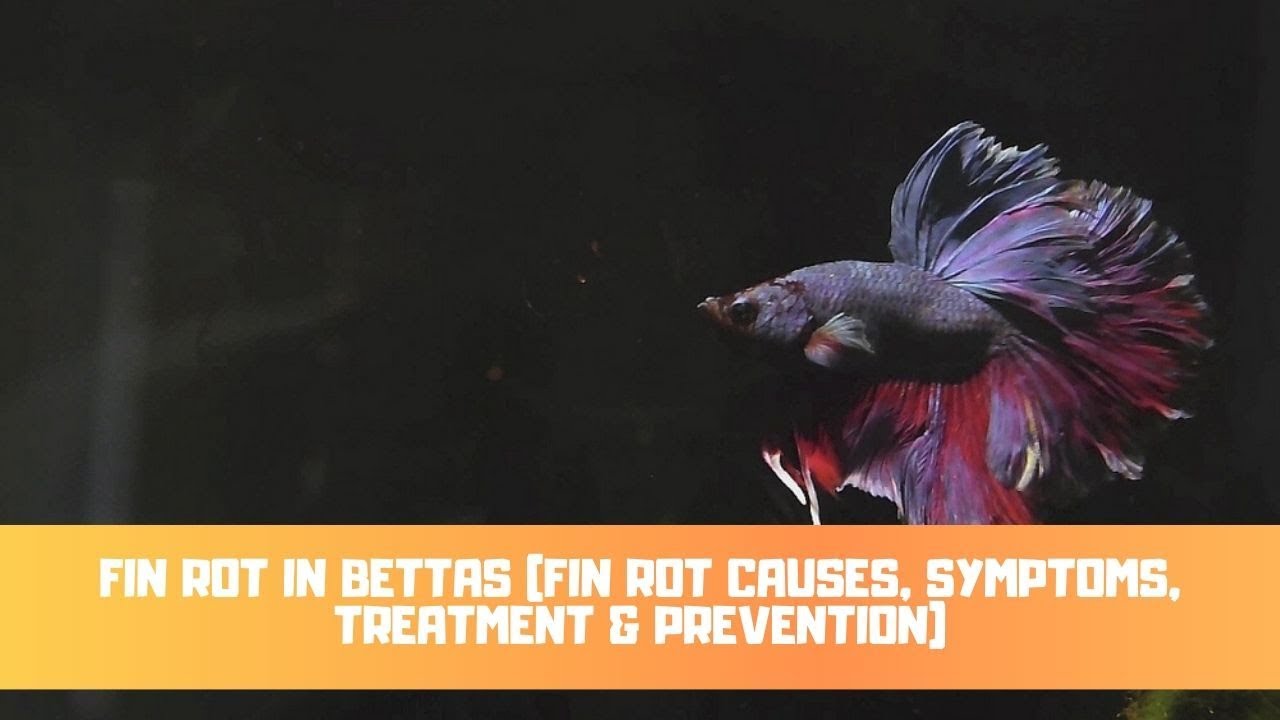 Video thumbnail for Fin Rot In Bettas (Fin Rot Causes, Symptoms, Treatment & Prevention)