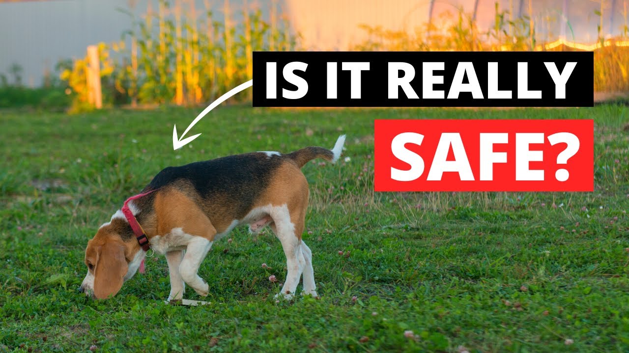 Video thumbnail for Why Do Beagles Eat Grass and How To Stop Them?