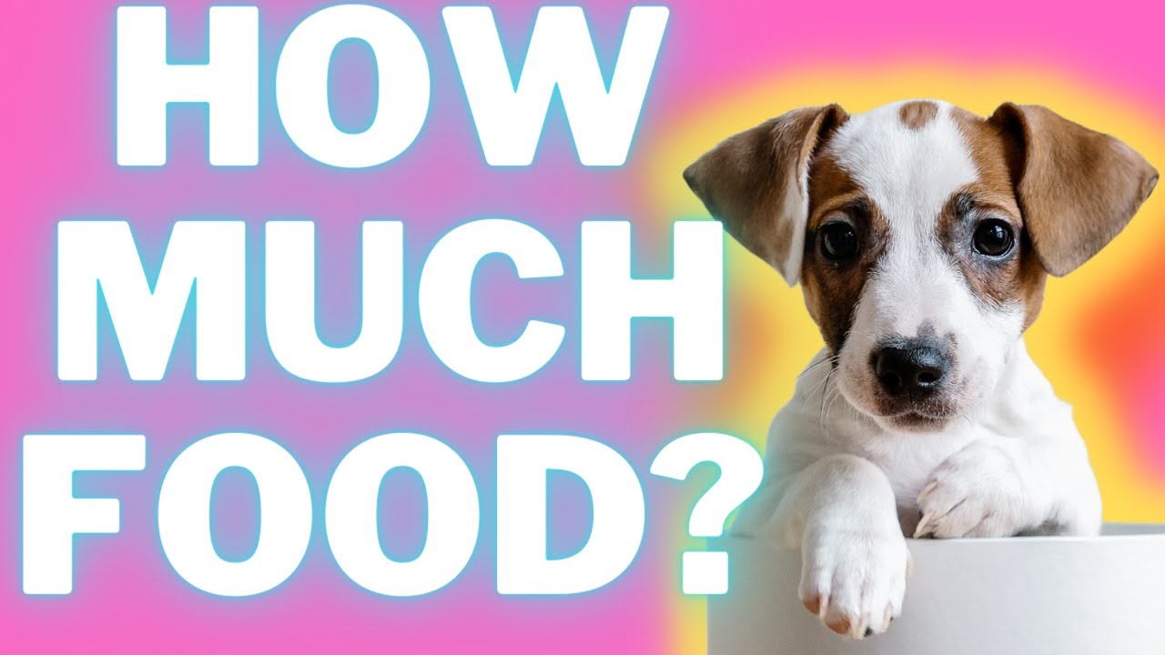 Video thumbnail for Feeding A Jack Russell Terrier Puppy: Proper Quantity, Tracking Results and Tips  (#terrierowner)