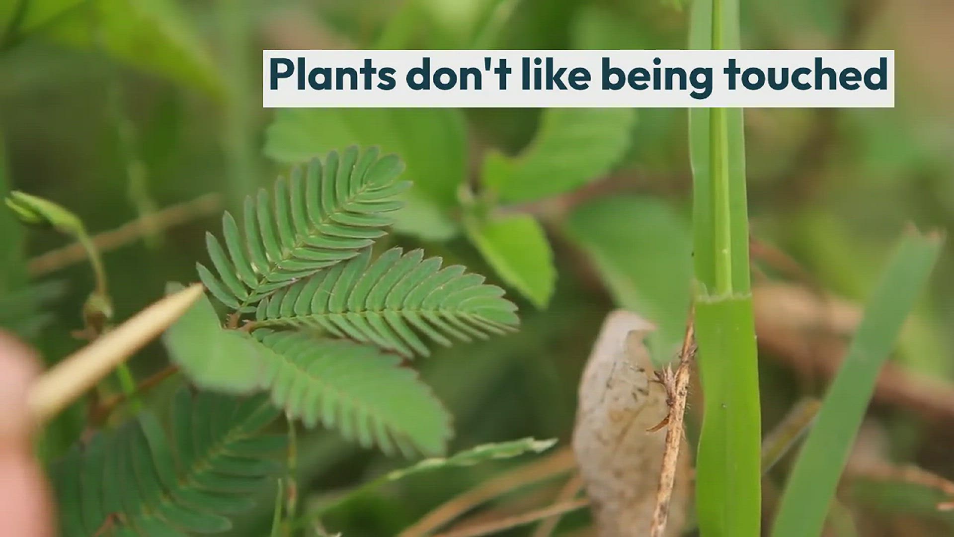'Video thumbnail for Do Plants Like Being Touched?'