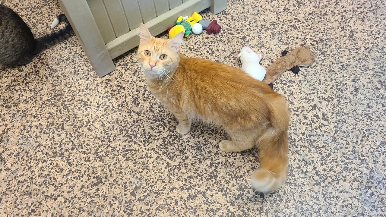 Video thumbnail for Pet of the Week 09/09/22