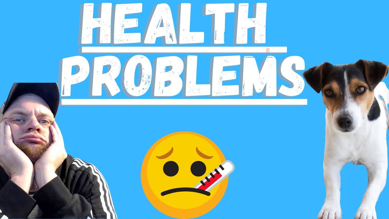 Video thumbnail for Jack Russell Terriers (Potential Health Conditions To Beware Of)