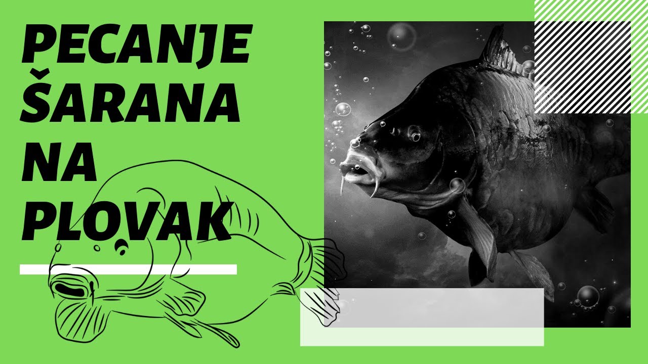 'Video thumbnail for Pecanje šarana na plovak: Mali savjeti za uspješan ribolov'