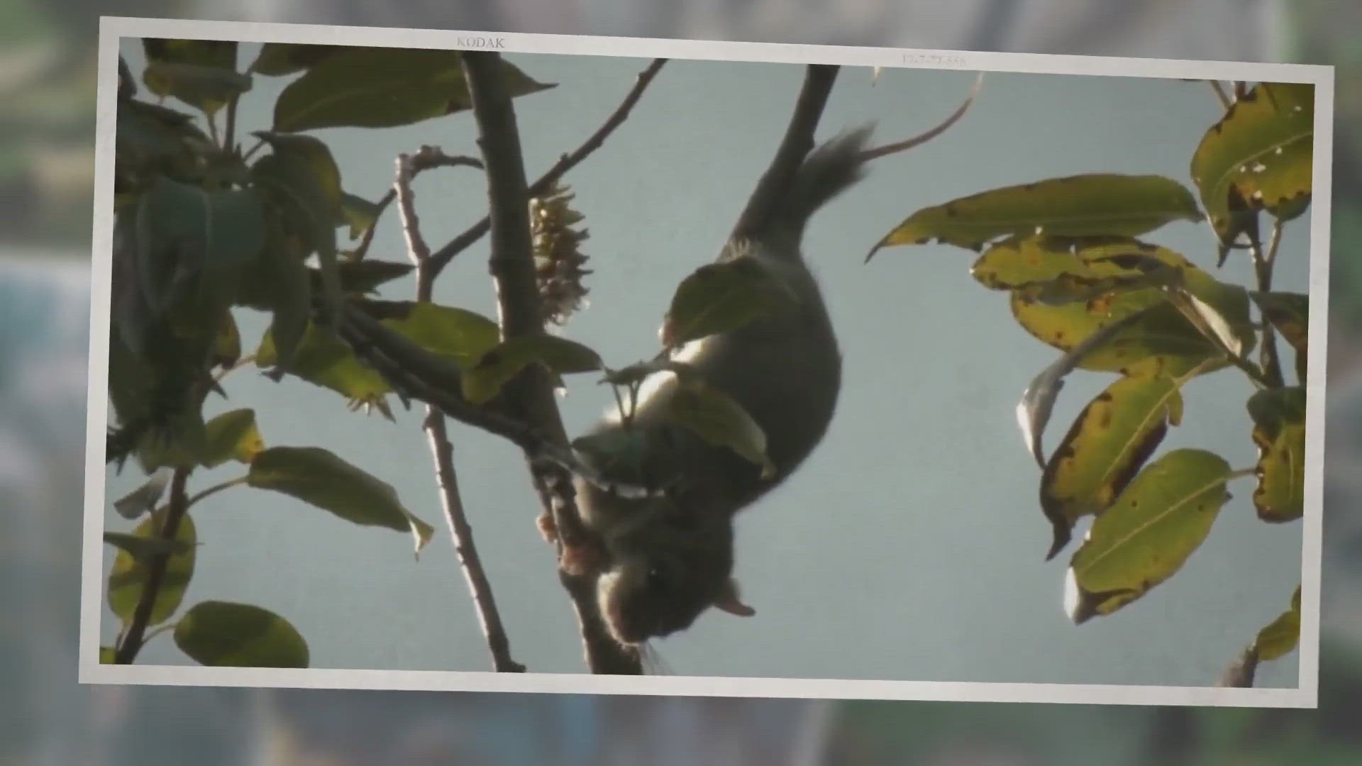 Video thumbnail for Edible Dormouse