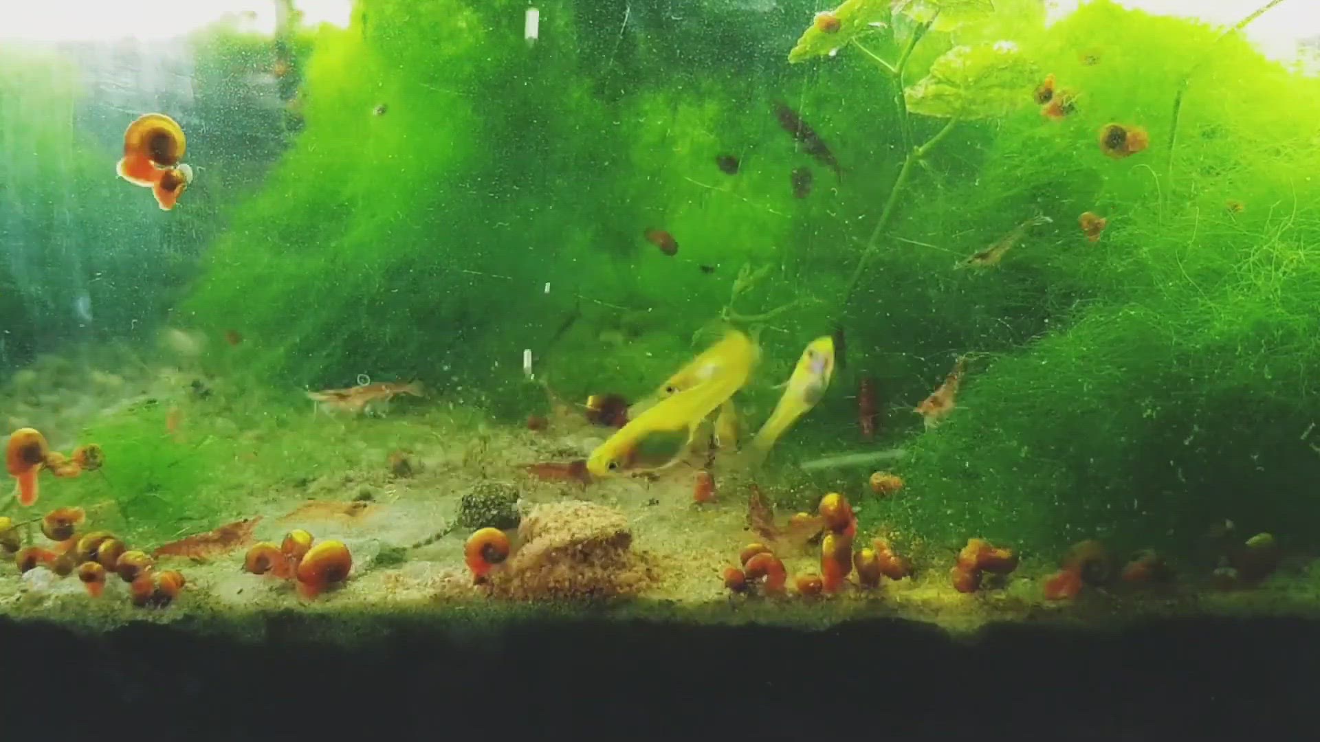 'Video thumbnail for Nano Planted tank'