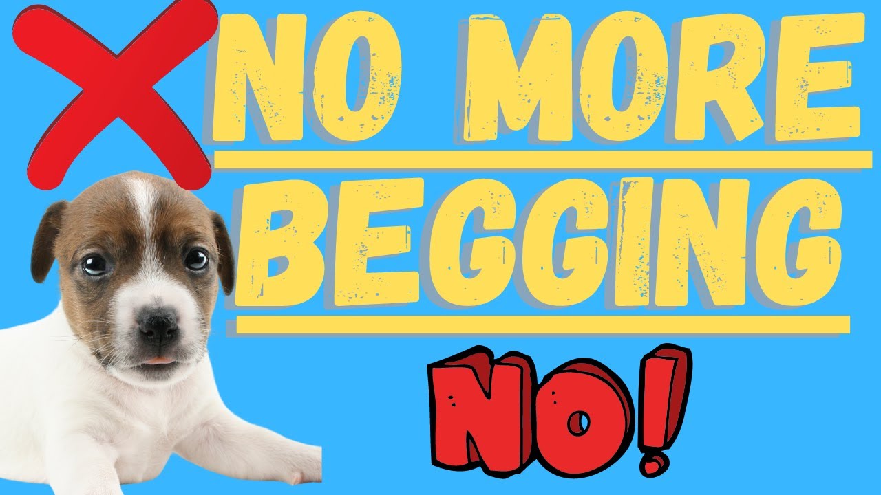 Video thumbnail for Jack Russell Terriers (How To Get Your Dog To Stop Begging For Food!)