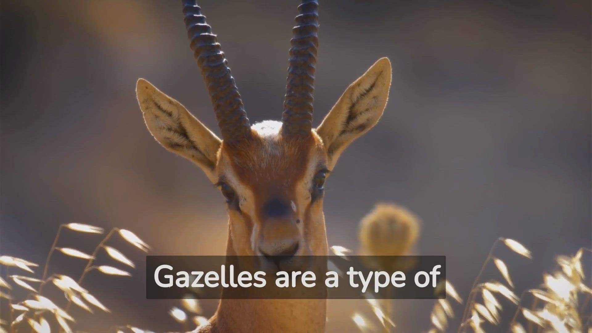 'Video thumbnail for Watching Wild Gazelles: Fascinating Behaviors Explored!'