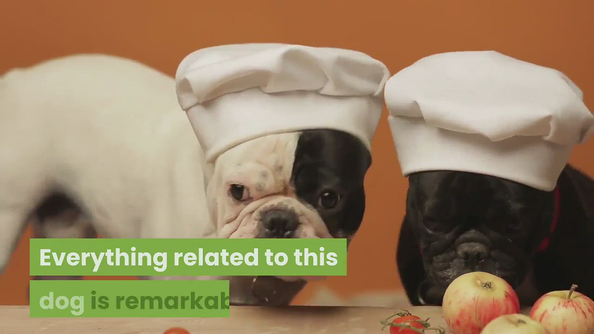 Video thumbnail for how-to-clean-your-french-bulldogs-face-folds