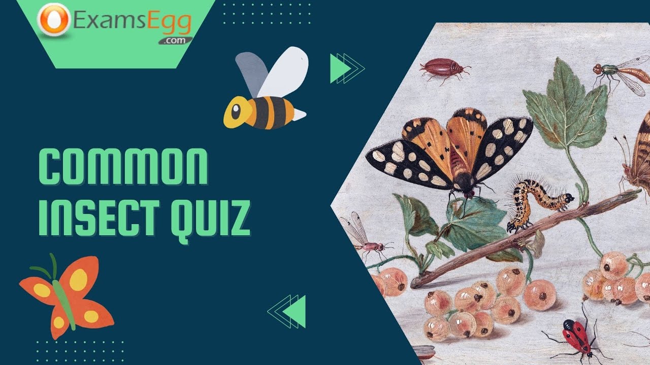 'Video thumbnail for Common Insect Quiz | Examsegg'