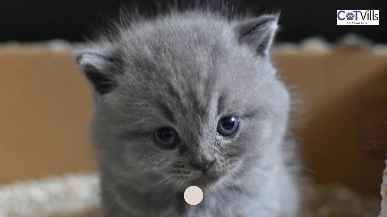 Video thumbnail for Tips for hiding your cat litter box