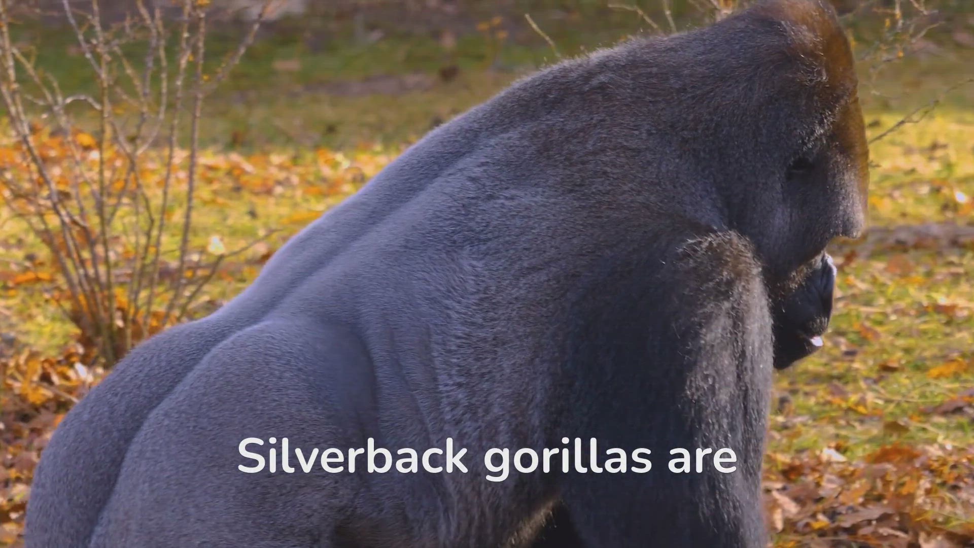 'Video thumbnail for Fascinating Facts: Unveiling Silverback Gorilla Behavior'