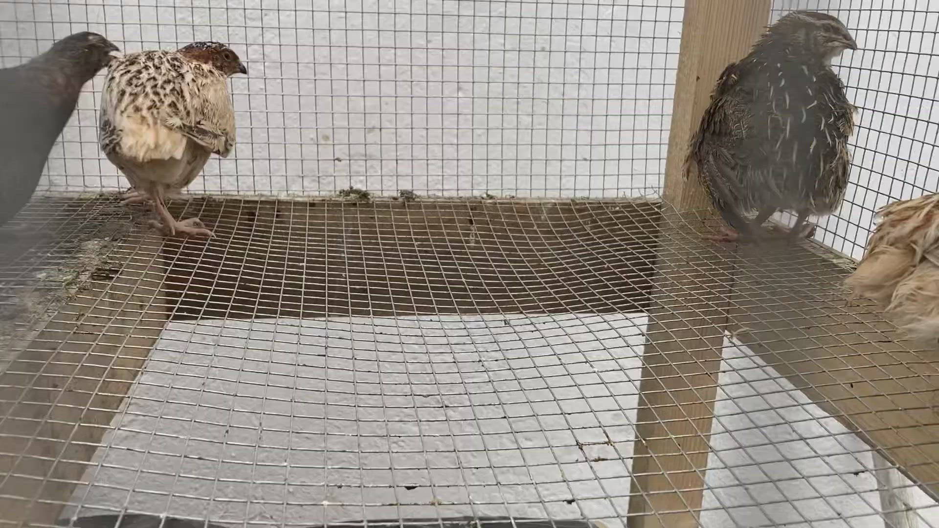 Video thumbnail for Aggressive quail