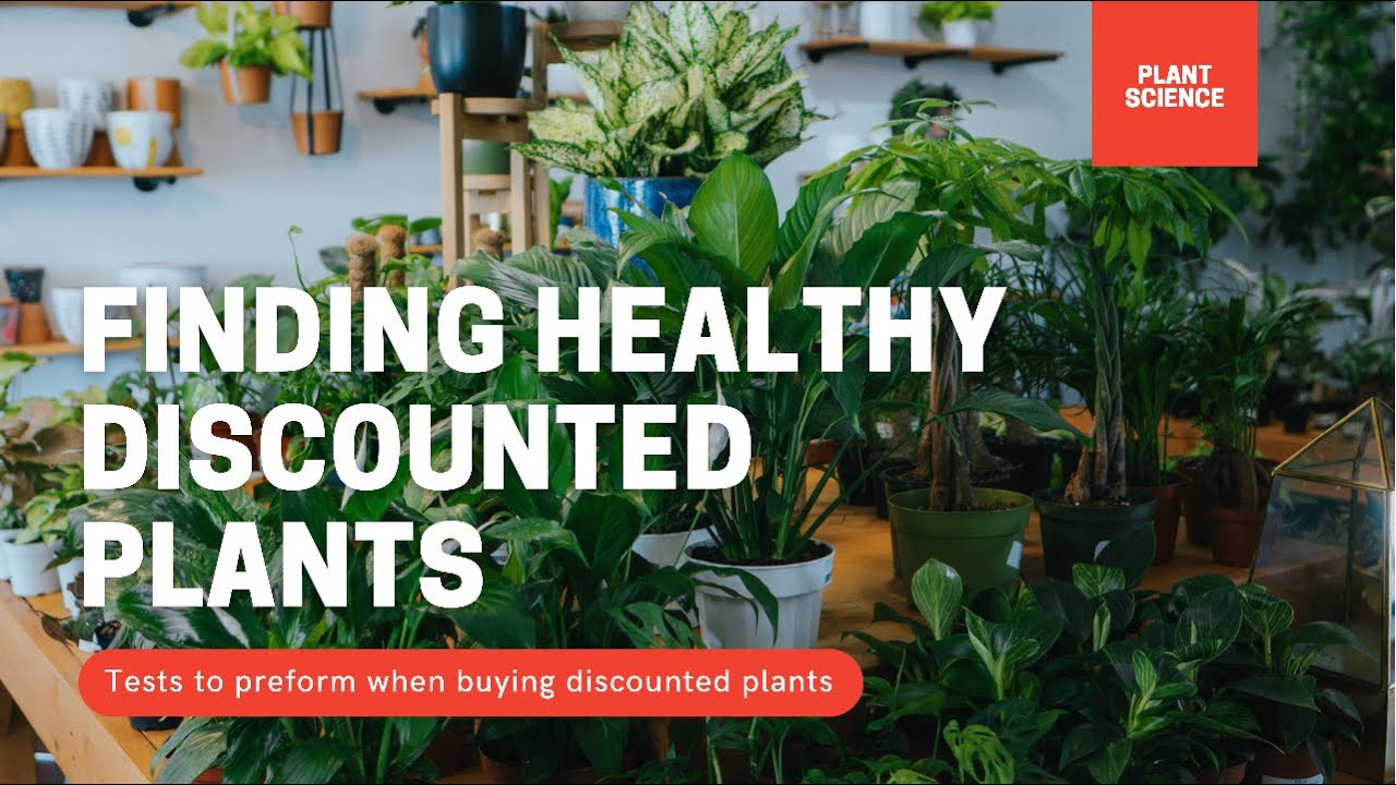 Video thumbnail for Are Discounted Perennials Worth The Money? What To Look For When Selecting Perennials On Sale.