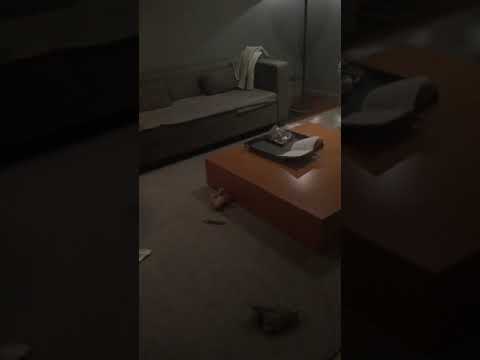 Video thumbnail for A #pettravel trip to Lisbon calls for a game of tag in the hotel 🐾 #maltesepuppies #pettransport