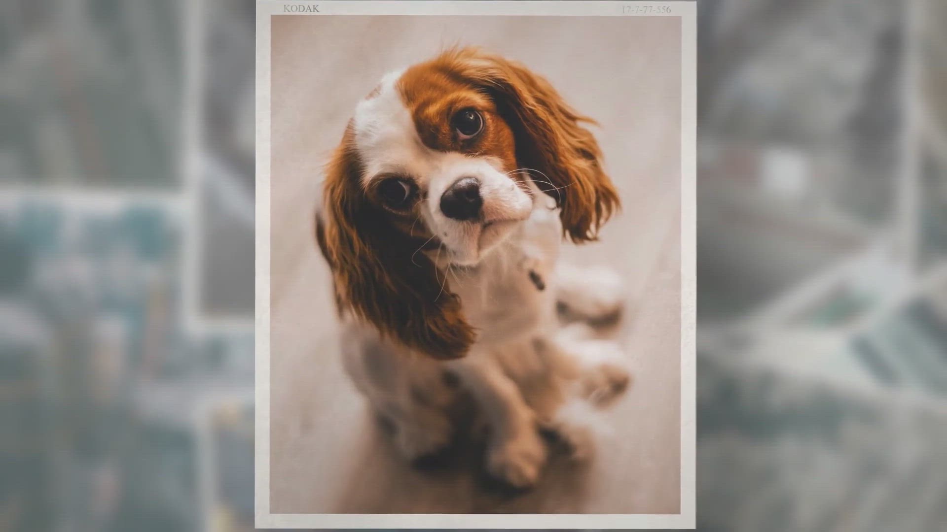 Video thumbnail for What Were Cocker Spaniels Bred For? [Answered]