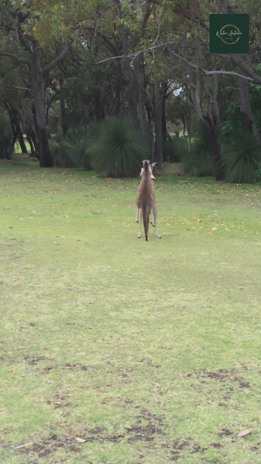 Video thumbnail for Kangaroos Fighting