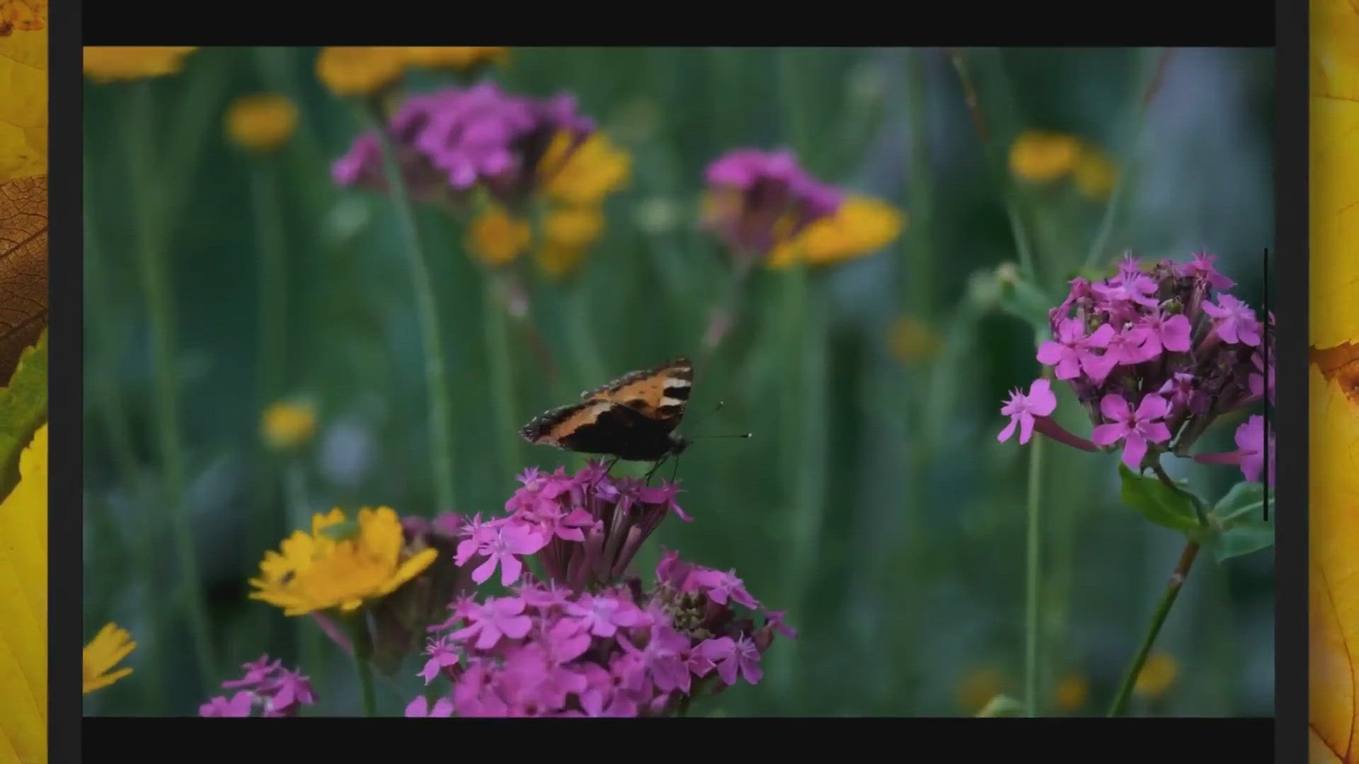 'Video thumbnail for How to Take Penstemon Cuttings UK?'