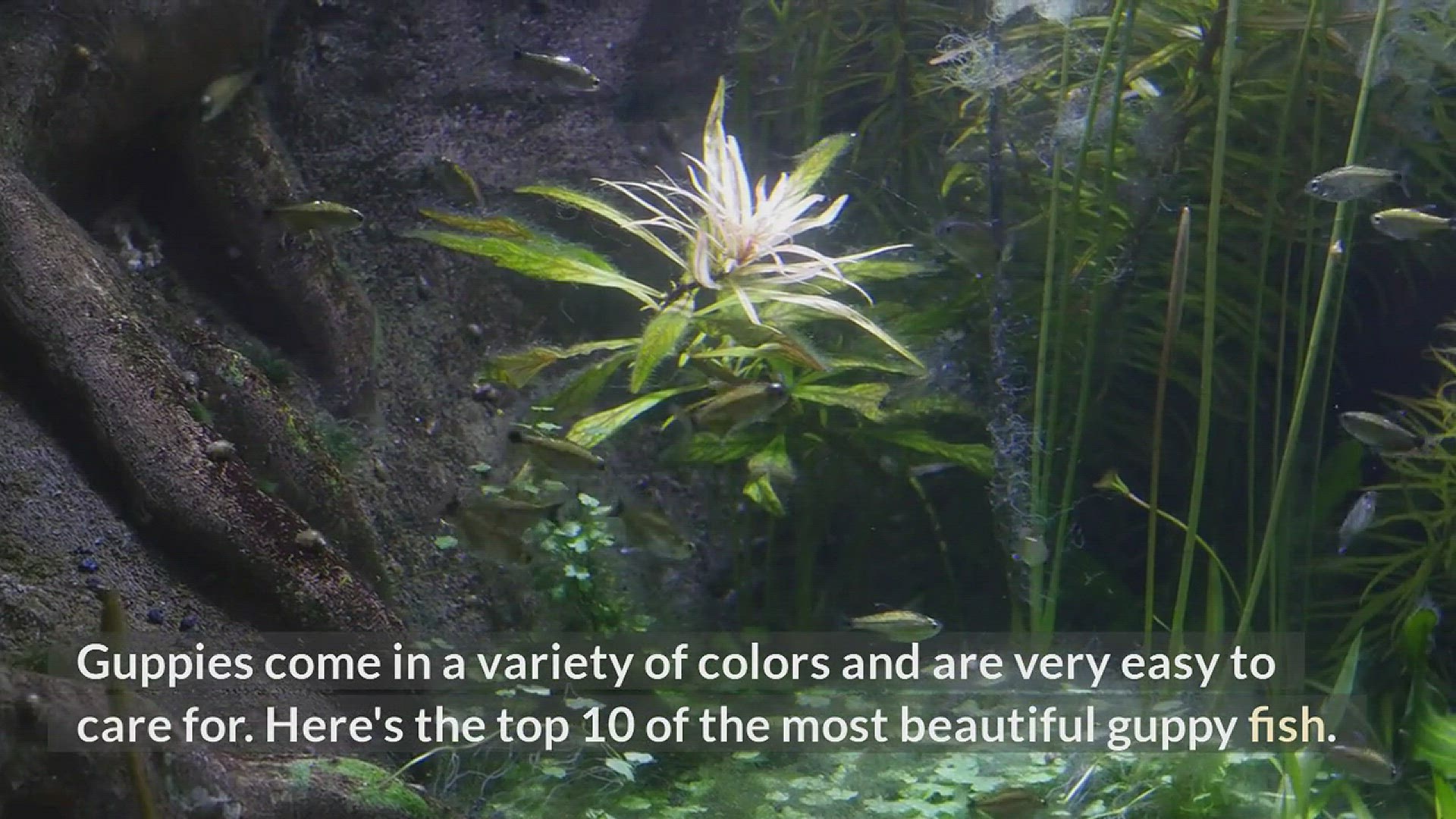 Video thumbnail for video