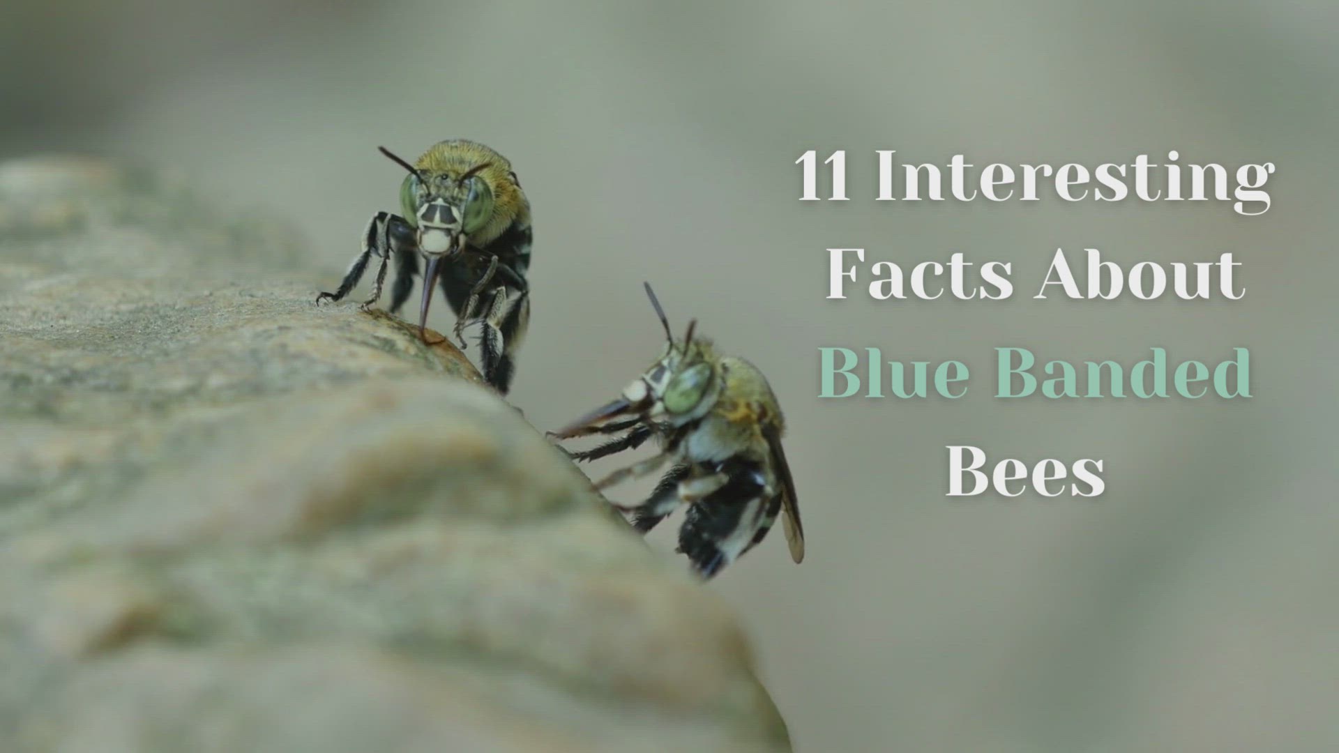 Video thumbnail for Interesting Facts About Blue Banded Bees