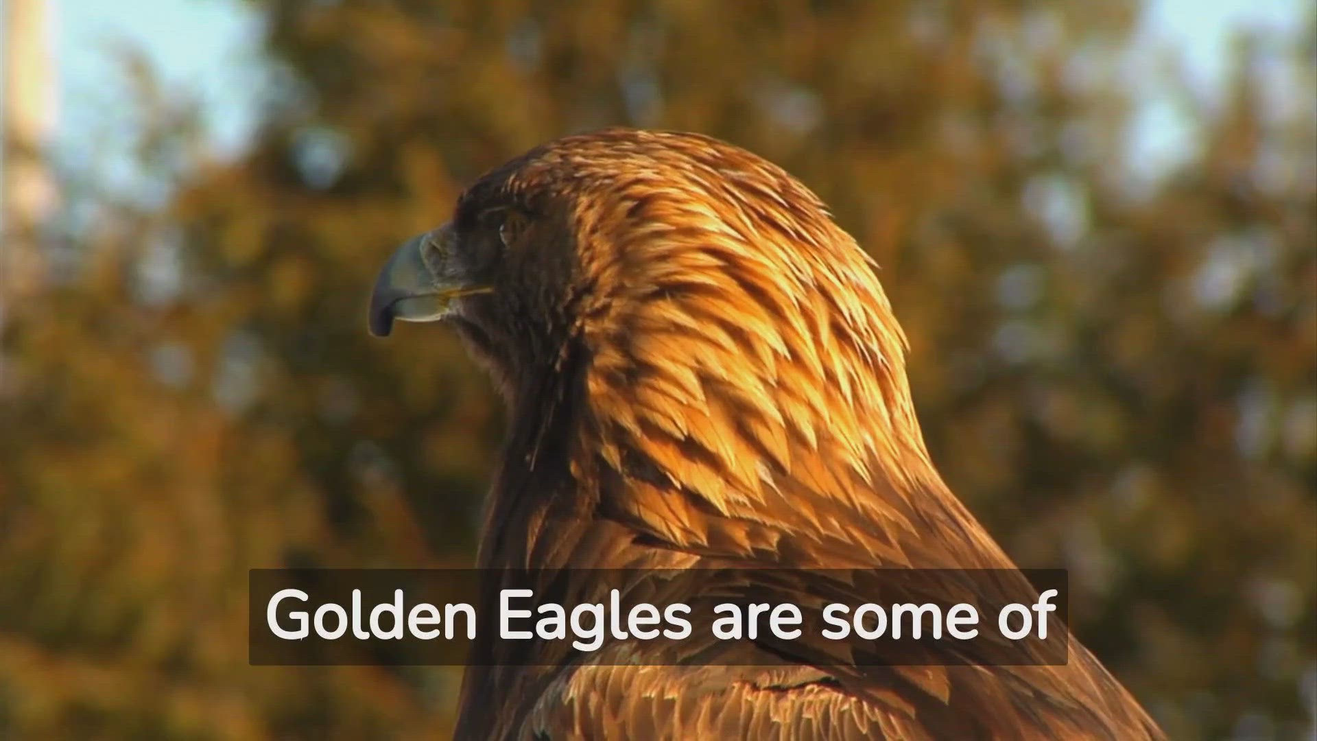 'Video thumbnail for Exploring the Wild Ways of Wonderful Golden Eagles'