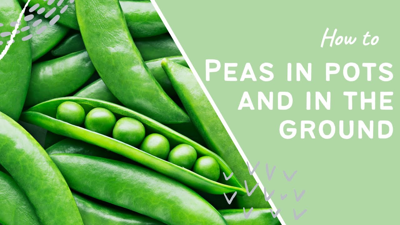 Video thumbnail for 🎥 ✅ Maximise Your Pea Harvest | Grow in Pots or Ground with These Easy Tips 🌱🟢