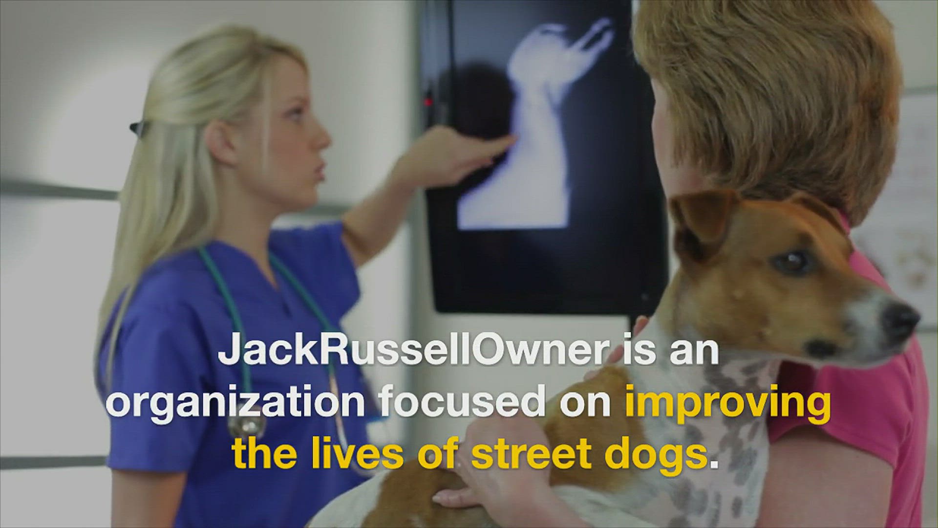 'Video thumbnail for Jack Russell Owner Info'