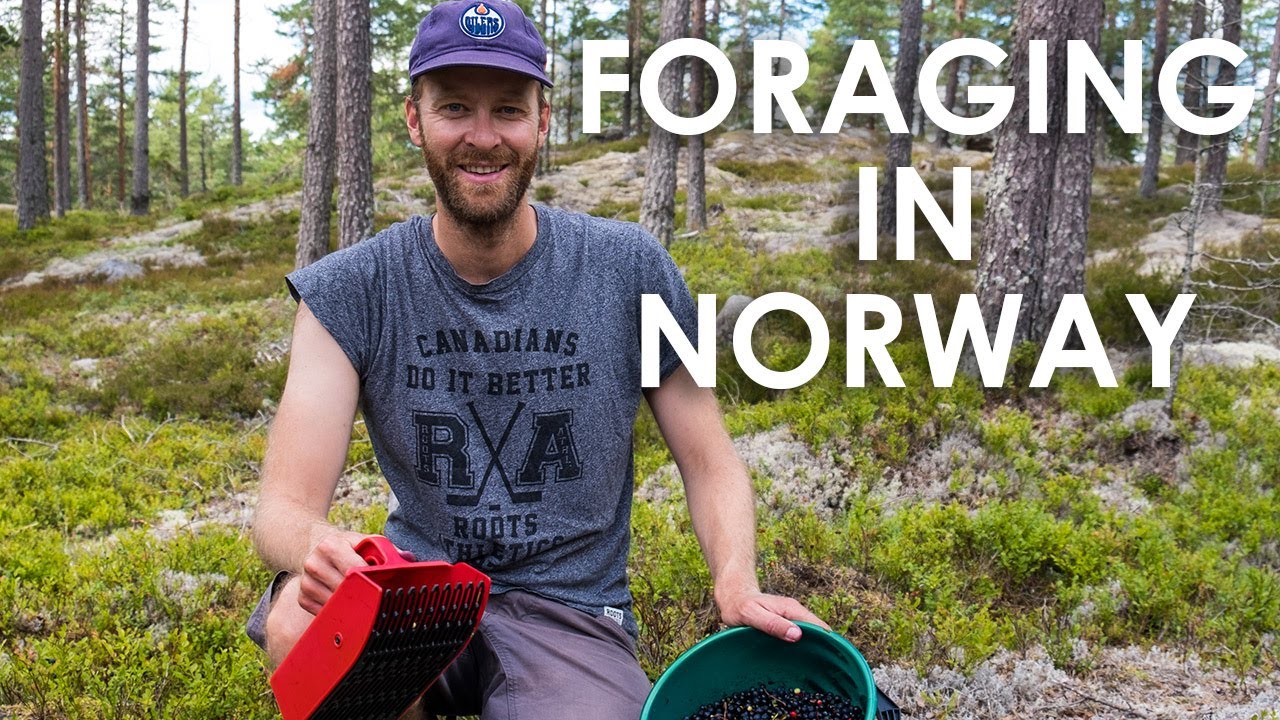 'Video thumbnail for I pick blueberries in a Norwegian forest + find a viking mushroom and a moose'