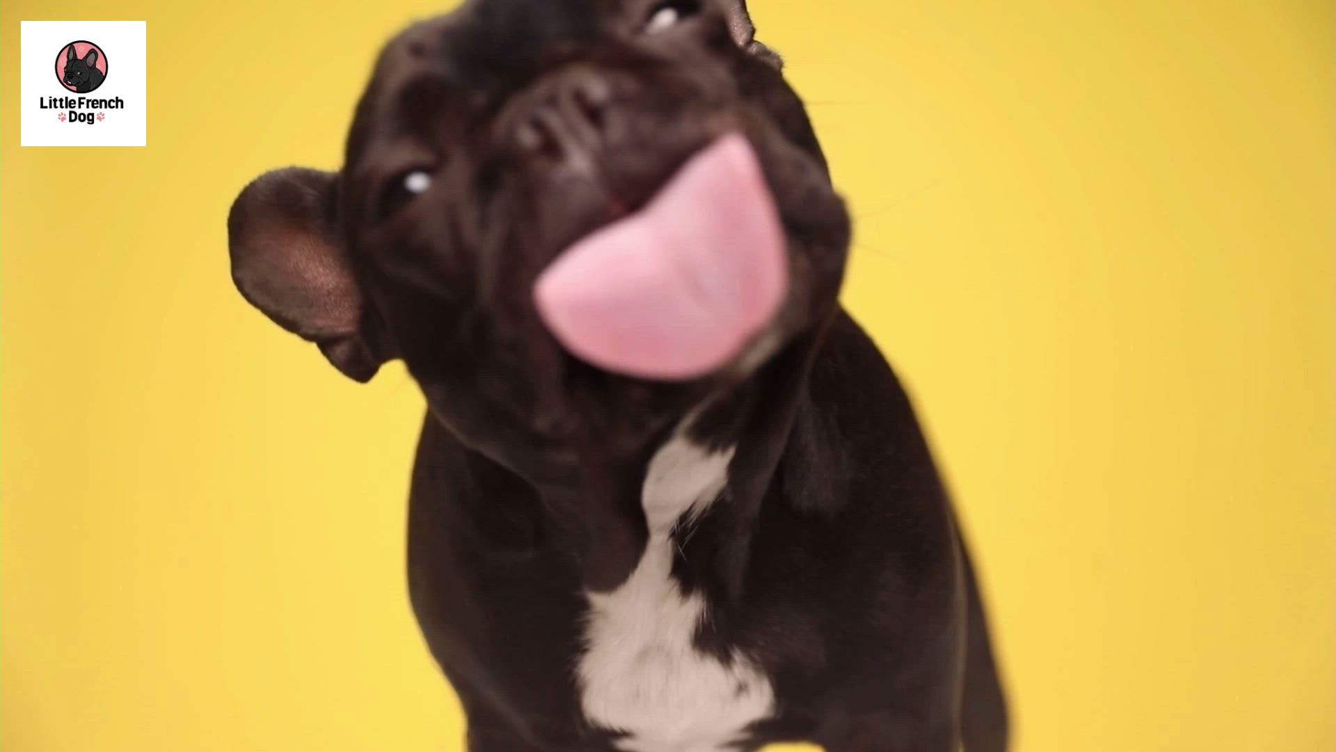 Video thumbnail for Is Benadryl safe for French bulldogs?