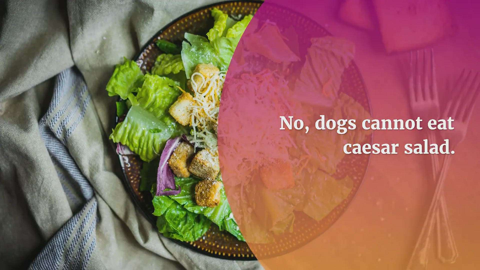 Video thumbnail for Can Dogs Eat Caesar Salad? No, Researchers Found 5 Dangers For Dogs