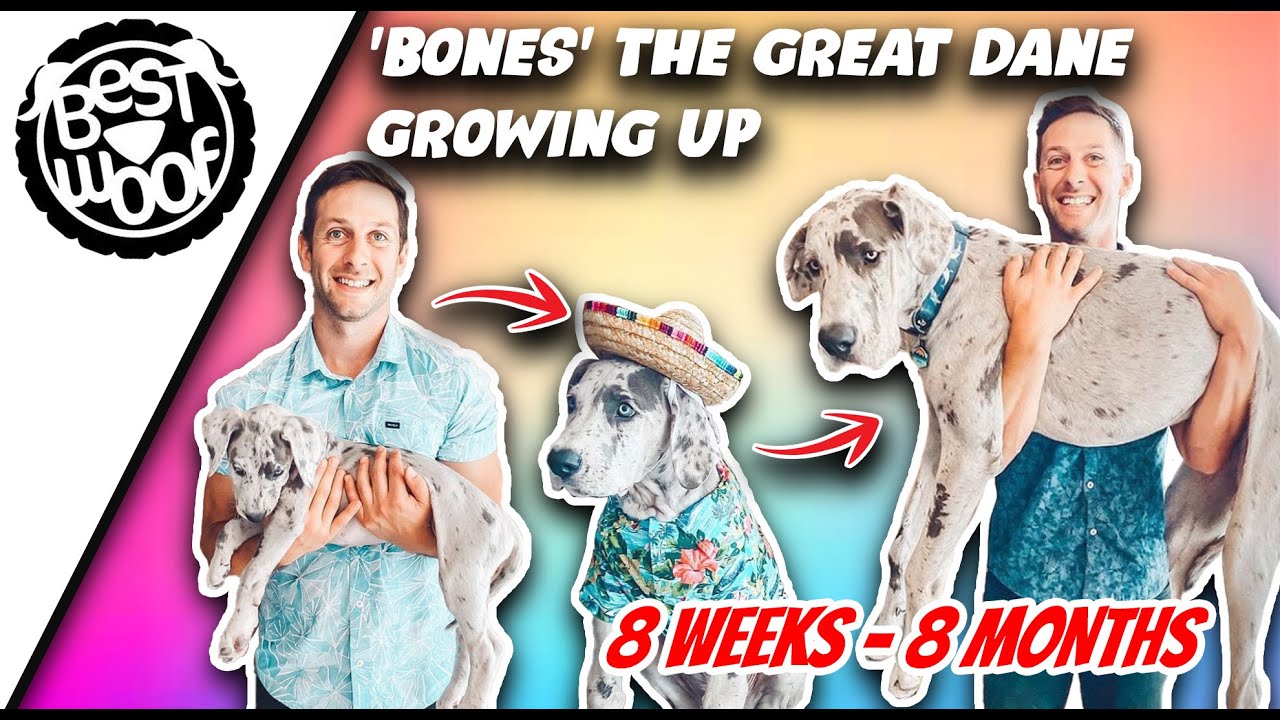 'Video thumbnail for Bones the Great Dane | BestWoof'
