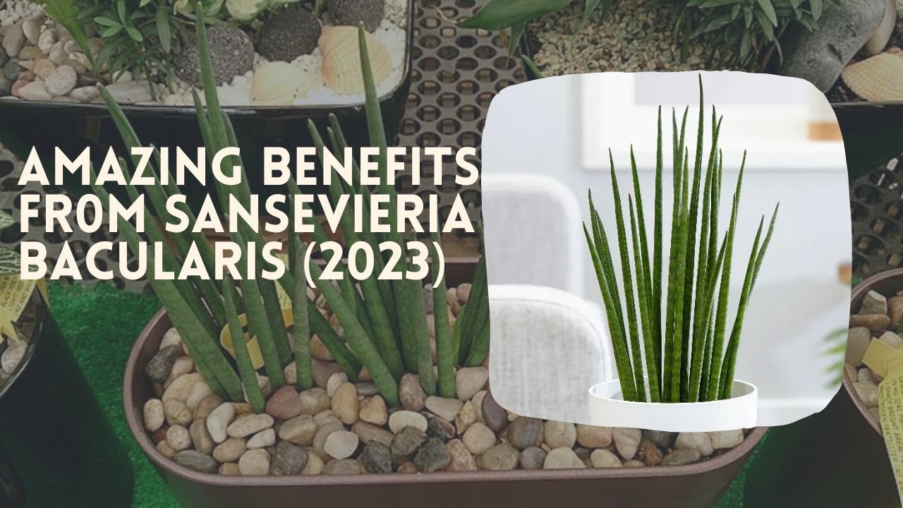 Video thumbnail for Amazing Benefit From Sansevieria Bacularis (2023)