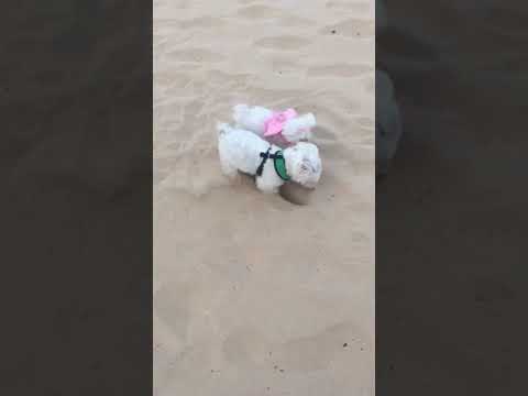 Video thumbnail for We’ve arrived in Portugal 🇵🇹 but Arya still can’t shake her obsession with me 😱 #rocha #dogbeach