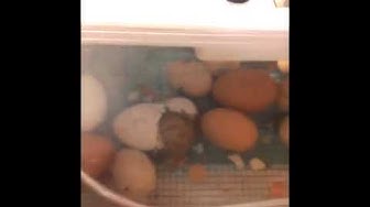 Video thumbnail for Exotic Gardening Farm Chick Hatching Project - Sheri Ann Richerson ExperimentalHomesteader.com