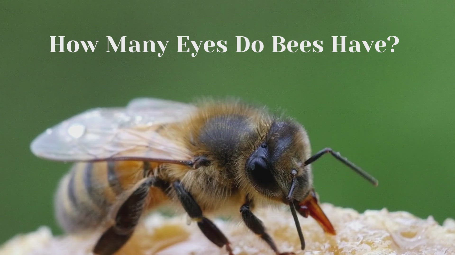 Video thumbnail for How Many Eyes Do Bees Have?