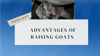 Video thumbnail for Advantages Of Raising Goats Podcast