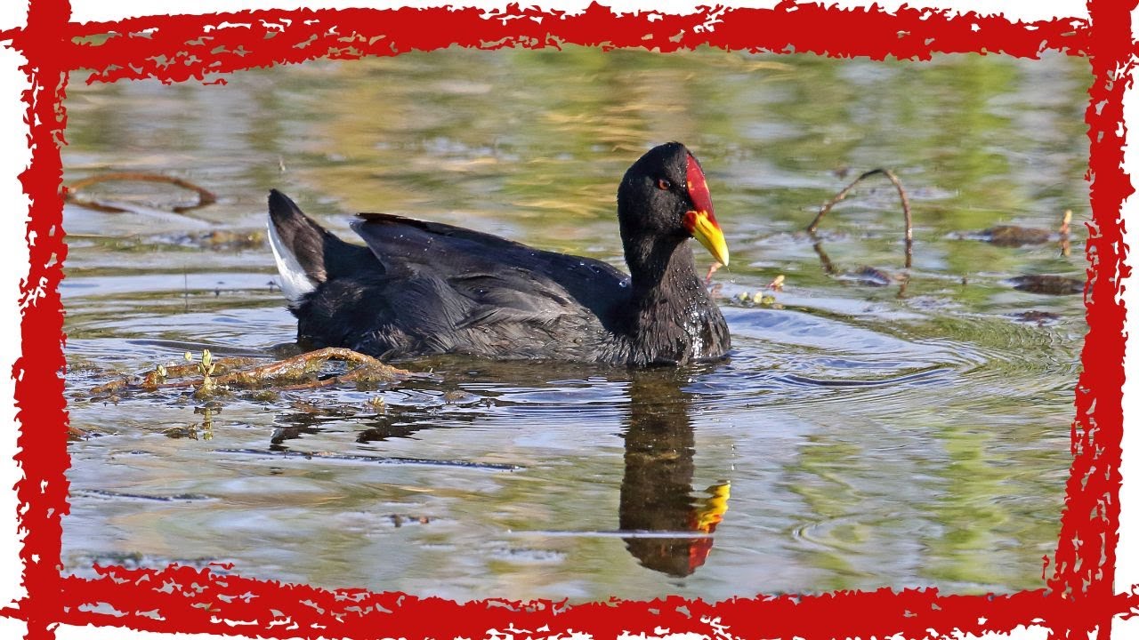 Video thumbnail for Red-fronted Coot (Fulica rufifrons) Call| Red Fronted Coot Sound & Song | Red-fronted Coot Video
