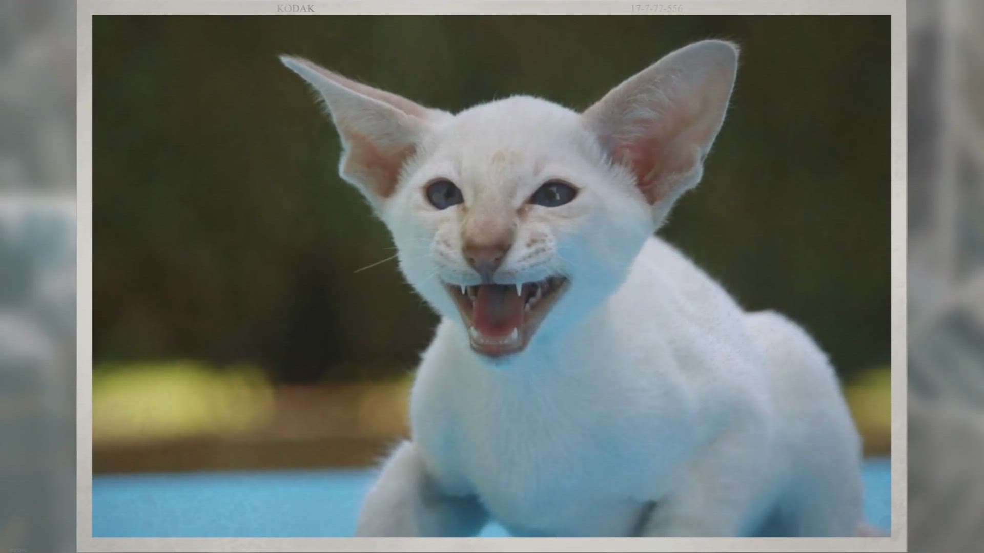 Video thumbnail for Why does my cat chew on me? 6 Reason you should know .