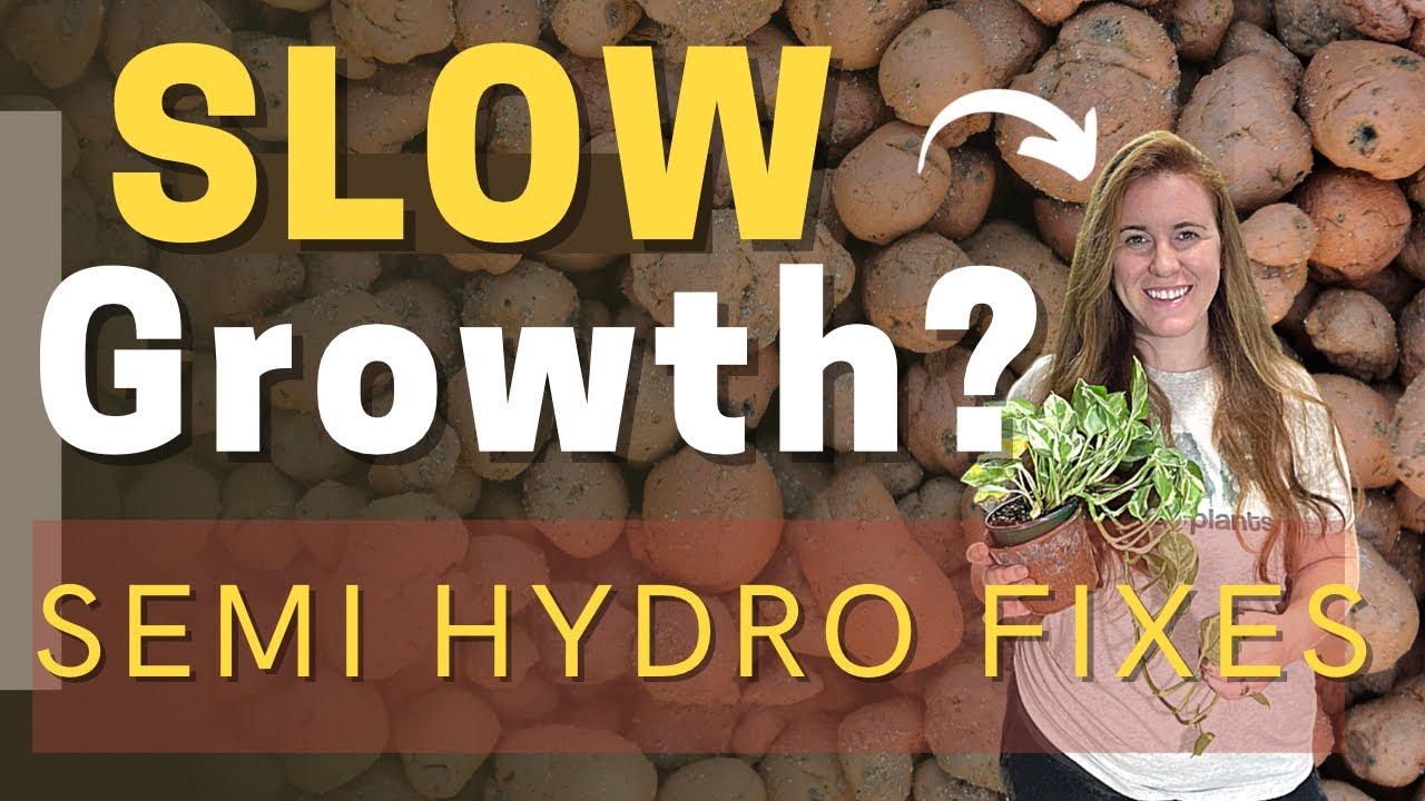 Video thumbnail for How To Fertilize Houseplants Grown Semi Hydroponically. Why Plants Grow Slowly In Semi Hydro?!