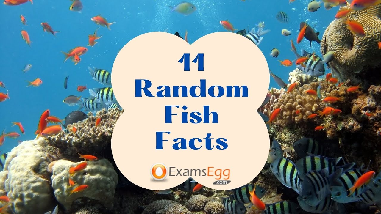 'Video thumbnail for 11 Random Fish Facts | amazing facts about Fishes'